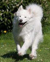 Chayenne.jpg (154.81 KiB) 64849-mal betrachtet Chayenne.jpg