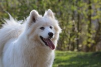 IMG_9876 (499x333).jpg (145.14 KiB) 64170-mal betrachtet IMG_9876 (499x333).jpg